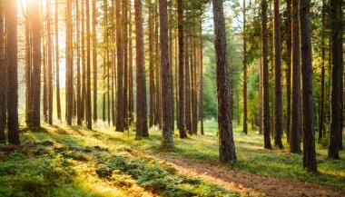 Orman yaz sabahı güneş ışınları