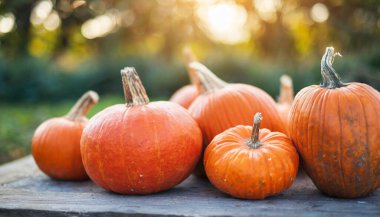 Bahçedeki ahşap bankta taze balkabakları