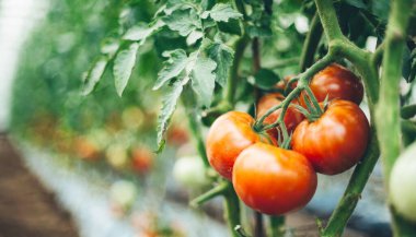 Seradaki kırmızı domatesler.