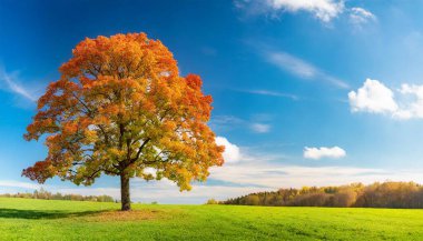 Tarlada renkli bir sonbahar ağacı