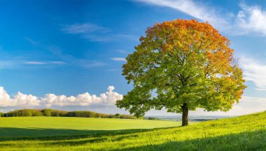 Renkli sonbahar ağacı ve güzel sonbahar yaprakları.
