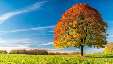 Ağaçlar ve yapraklarla dolu sonbahar manzarası