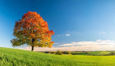 Renkli ağaçlar ve yeşil otlarla dolu sonbahar manzarası