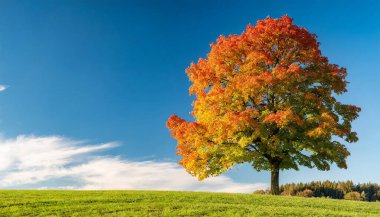 Sonbahar ormanındaki ağaç