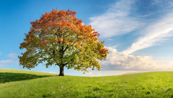 Sonbahar manzarası. Ormandaki güzel ağaç