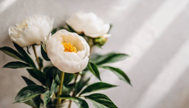 Güzel beyaz çiçeklerin yakın görüntüsü