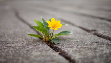 Yoldaki sarı çiçek