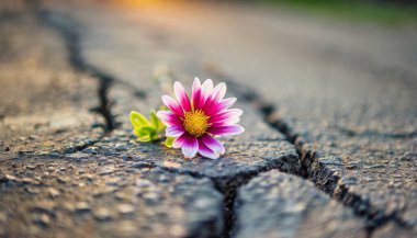 Asfalttaki tek bir çiçeğin çiçeği