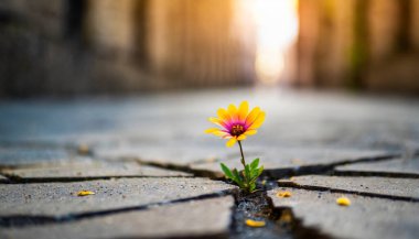 Bahçedeki güzel çiçekler