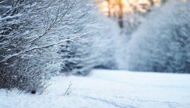 köknar ağaçları ve karla kaplı bir ormanın kış manzarası - beyaz kar