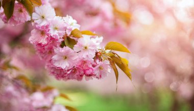 Bahçede pembe sakura çiçeği. Kapat - kapat.