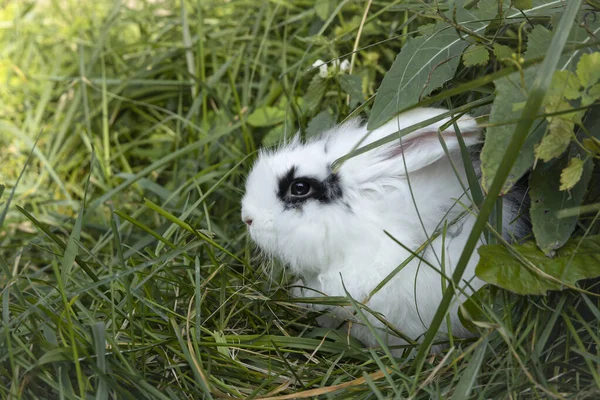 Vit Kanin Med Svarta Fläckar Mini Lop Sitter Gräsmattan — Stockfoto