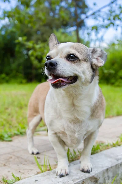 Chihuahua Cane Sulla Natura Una Giornata Estiva Foto Stock