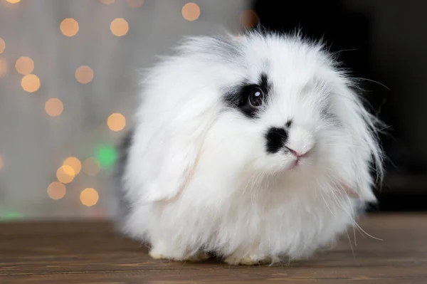 Маленький Плямистий Кролик Кольоровий Фон — стокове фото