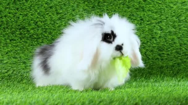 Kleines Kaninchen Isst Salat Niedliches Kaninchen Auf Dem Rasen — Stockvideo