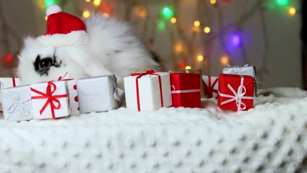 Petit Lapin Noir Blanc Dans Une Casquette Nouvel Déplace Cadeau — Video