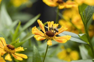 Bir bal arısı bahçe çiçeklerinden nektar toplar. Güzel yakın çekim.