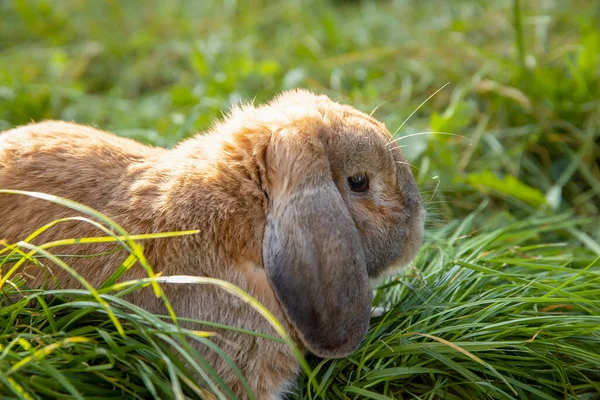 Conejo Plegado Orejas Mini Lop Sienta Césped Pequeño Conejo Hierba Imagen de archivo