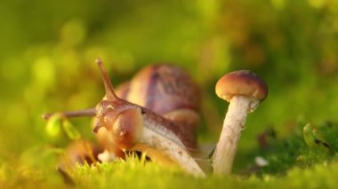 Salyangoz mantarın üstünde sürünür..