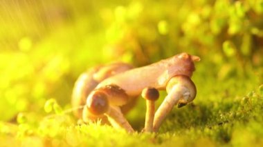 Yağmurda mantarın üstünde sürünen bir salyangoz..