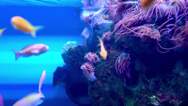 Стая Разноцветных Ярких Рыб Рифов Ест Водоросли Камнях — стоковое видео