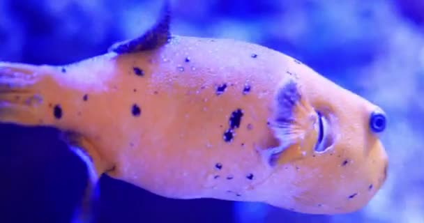 Poissons Tétraodontidés Nage Parmi Les Pièges Les Plantes Gros Plan — Video