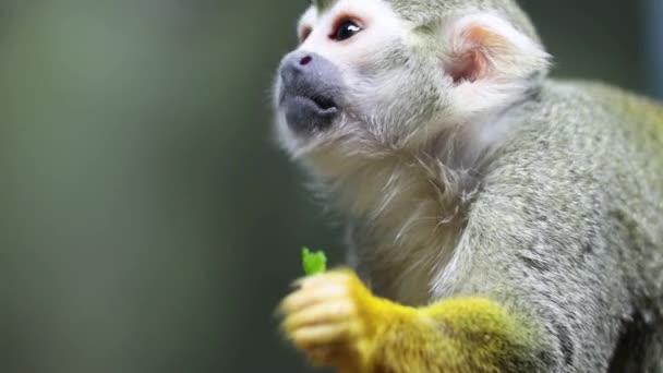 Saimiri Sciureus Come Enquanto Segura Comida Mão Esquilo Saimiri Câmera — Vídeo de Stock