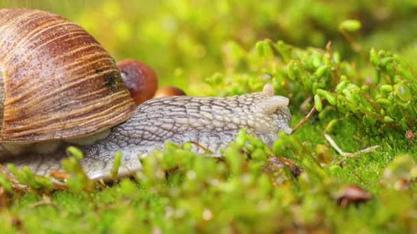 Eine Schnecke Kriecht Regen Auf Moos — Stockvideo