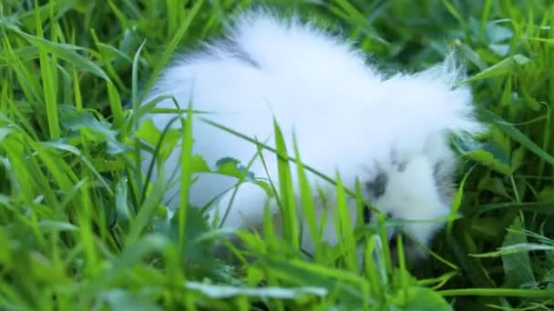 Beyaz Tavşan Çimlerin Üzerinde Siyah Benekler Var Tavşan Doğada Yıkanır — Stok video