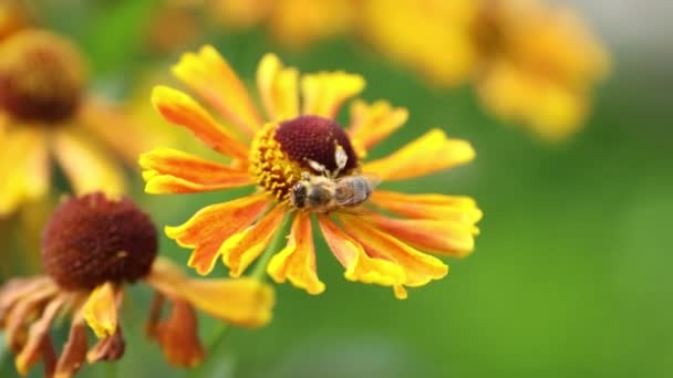 Honey Bee Collects Nectar Garden Flowers Later Flies Away Beautiful — Stock Video