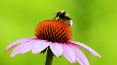 Bir arı bir ekinezya çiçeğine oturur ve yıkar. Bir çiçeğin yakın plan tozlaşması.
