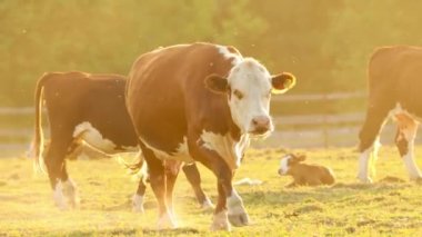 Kahverengi bir inek, diğer inekler arasında güneşten sırılsıklam olmuş bir çayırda kameraya doğru yürüyor. Batan güneş. Kablolama ile çekim.