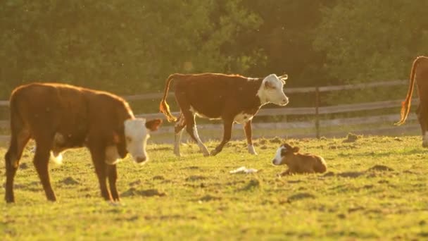 Una Vaca Marrón Camina Través Pasto Iluminado Por Sol Entre — Vídeos de Stock