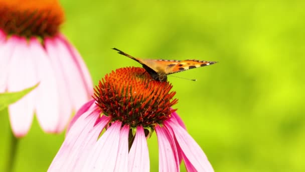 Hermosa Mariposa Vanessa Cardui Poliniza Flor Echinacea Primer Plano — Vídeo de stock