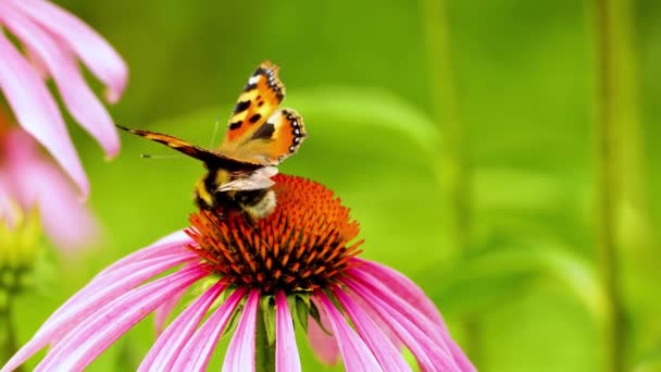 Egy Gyönyörű Pillangó Vanessa Cardui Egy Méh Echinacea Virág Virág — Stock videók