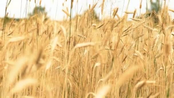 Ears Rye Develop Wind Wheat Field — Stock Video