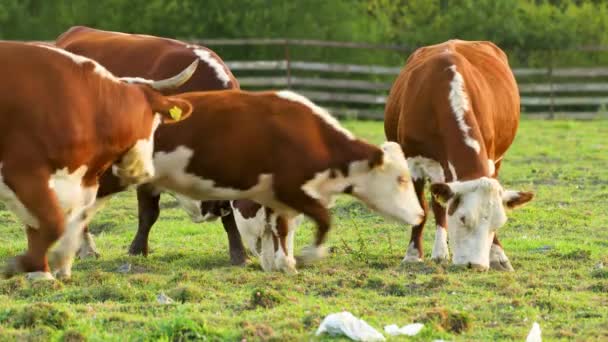 Krávy Pasou Louce Jedí Trávu — Stock video