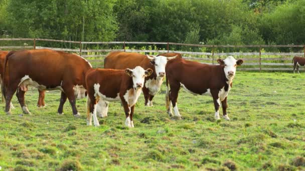 Vacas Pastam Prado Comem Erva Vacas Estão Olhar Para Câmara — Vídeo de Stock