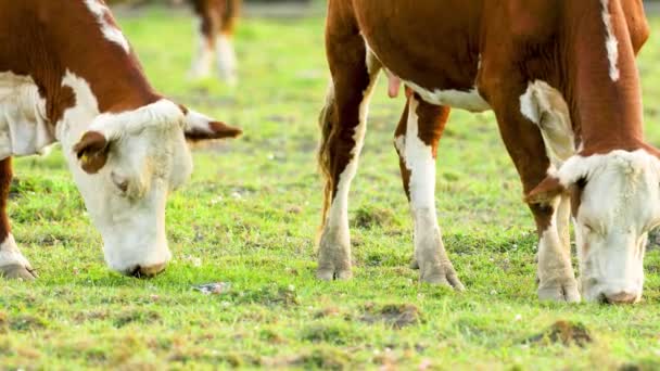 Las Vacas Pastan Prado Comen Hierba — Vídeos de Stock