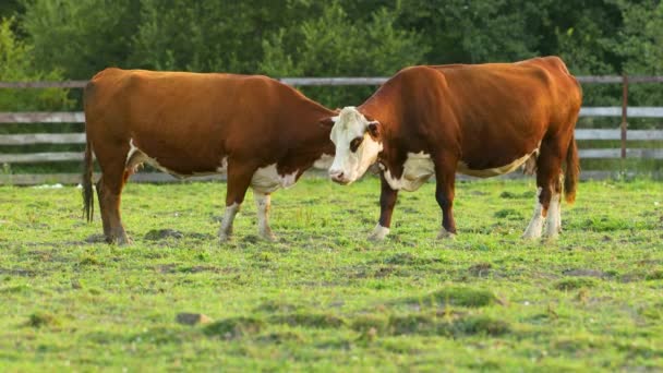 Jedna Kráva Olizuje Druhou Krávu Krávy Pasou Pastvinách Vesnici — Stock video