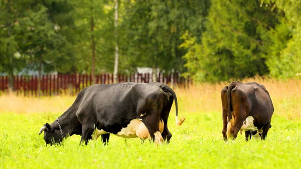 Las Vacas Pastan Prado Comen Hierba Una Hermosa Imagen Vida — Foto de Stock
