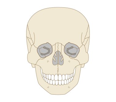 Kurukafa 'nın Anatomik Görünümü (Eğitim ve Tıbbi Kullanım),)