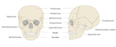 (Eğitim ve Tıbbi Kullanım, İngiliz Etiketleri (İngilizce: 