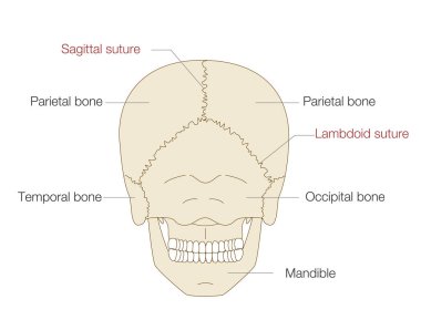 Bir Posterior View (Eğitim ve Tıbbi Kullanım, İngiliz Etiketleri) Kurukafa Anatomik İllüstrasyonu)
