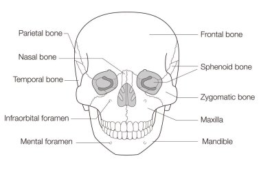 Siyahi ve BeyazAnatomik Kafatasının Önden Görünümü (Eğitim ve Tıbbi Kullanım, İngiliz Etiketleri)