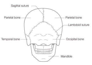 Siyah ve Beyaz Kafatası 'nın Posterior Bakış açısıyla Anatomik İllüstrasyonu