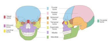 Ön ve Yan Görüşlerden (Eğitim ve Tıbbi Kullanım İngilizce etiketi) Kurukafa Renk Kodlu Anatomik Diyagramı)