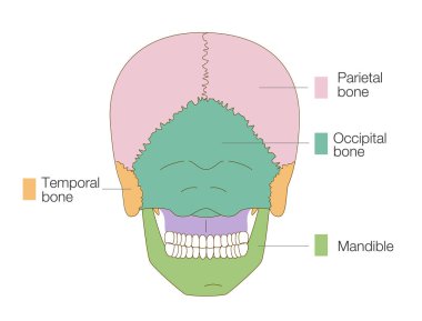Posterior View 'dan (Eğitim ve Tıbbi Kullanım, İngiliz Etiketleri) Kafatasının Renk Kodlu Anatomik Diyagramı)