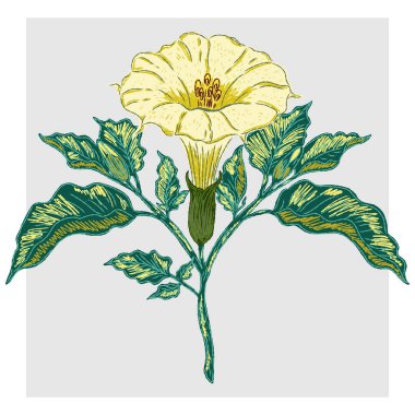 Temiz hatları ve renkli fırça darbeleriyle kabataslak bir tarzda yürütülen bir veri çiçeğinin klasik el çizimi çizimi çizimi..