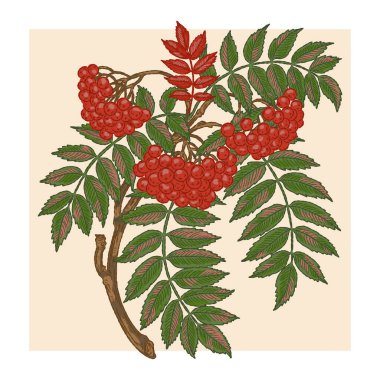 Rowan şubesi. Klasik illüstrasyon, net hatları ve renkli desenli fırça darbeleriyle baştan savma bir şekilde çizilmiş..